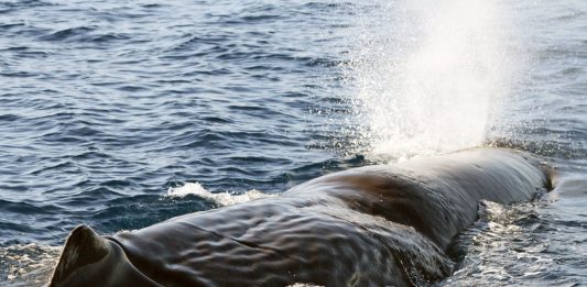 Raro avvistamento di capodogli in Liguria nel Santuario Pelagos