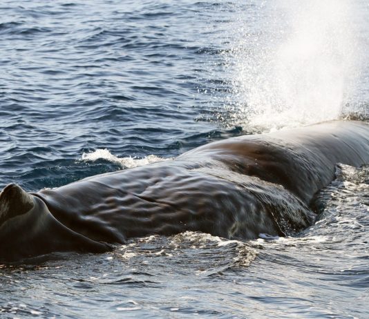 Raro avvistamento di capodogli in Liguria nel Santuario Pelagos