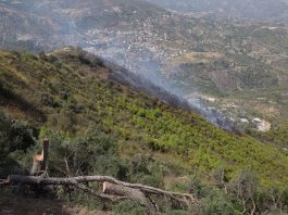 21 incendi boschivi registrati nelle ultime 24 ore in Algeria