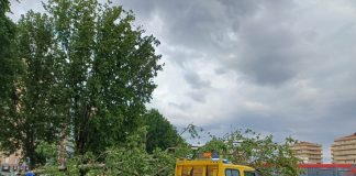 Anas, a causa di un albero caduto è chiusa al traffico carreggiata in direzione Lecco della statale 36