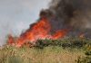 Tunisia, due aerei militari impegnati per contenere l’incendio su monte Mergueb