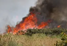 Un incendio devasta Montagna Grande nel Trapanese, in tre giorni bruciati 600 ettari di bosco