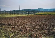 Bracciante muore mentre raccoglie angurie nel Mantovano, al vaglio l’ipotesi malore legato caldo