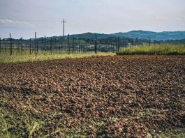 Bracciante muore mentre raccoglie angurie nel Mantovano, al vaglio l’ipotesi malore legato caldo