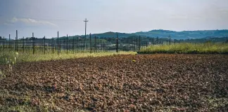 Bracciante muore mentre raccoglie angurie nel Mantovano, al vaglio l’ipotesi malore legato caldo