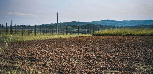 Bracciante muore mentre raccoglie angurie nel Mantovano, al vaglio l’ipotesi malore legato caldo