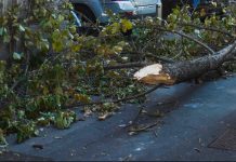 Tromba d’aria a Roma, disagi per il forte vento e alberi caduti. Presidente Municipio III “Nessun ferito grave”