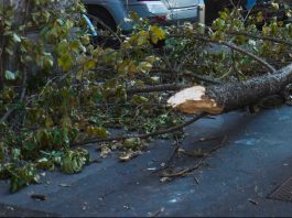 Tromba d’aria a Roma, disagi per il forte vento e alberi caduti. Presidente Municipio III “Nessun ferito grave”