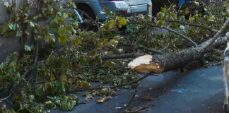 Tromba d’aria a Roma, disagi per il forte vento e alberi caduti. Presidente Municipio III “Nessun ferito grave”