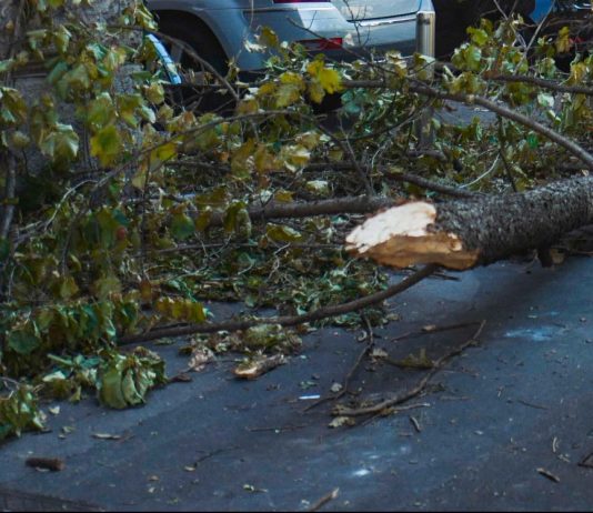 Tromba d’aria a Roma, disagi per il forte vento e alberi caduti. Presidente Municipio III “Nessun ferito grave”