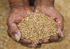 Cina: raccolta del grano in corso nello Henan (1)