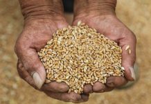 Cina: raccolta del grano in corso nello Henan (1)