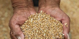 Cina: raccolta del grano in corso nello Henan (1)