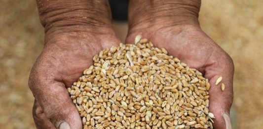 Cina: raccolta del grano in corso nello Henan (1)