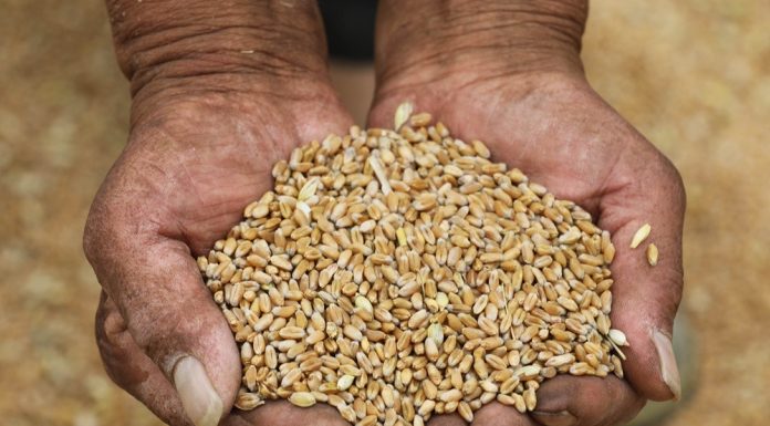 Cina: raccolta del grano in corso nello Henan (1)