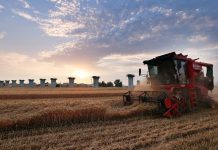 Cina: raccolta del grano in corso nello Henan (2)