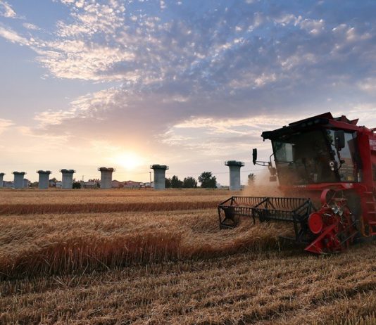 Cina: raccolta del grano in corso nello Henan (2)