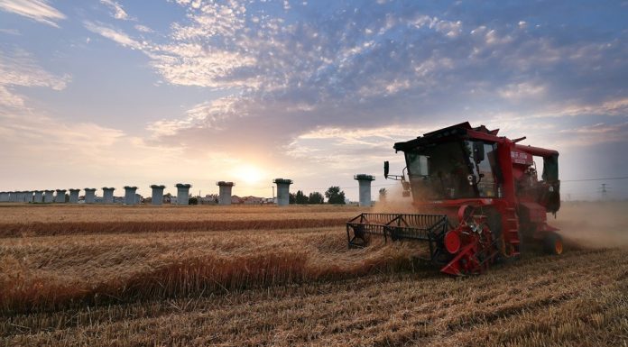 Cina: raccolta del grano in corso nello Henan (2)