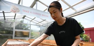 Cina: Jiangmen, patria dei cinesi d’oltremare, punta su industria del caffè (2)
