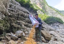 Cina: a Wushan istituite quattro aree di foraggiamento per i macachi (1)