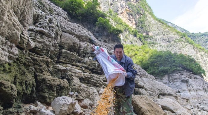Cina: a Wushan istituite quattro aree di foraggiamento per i macachi (1)