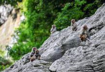 Cina: a Wushan istituite quattro aree di foraggiamento per i macachi (3)