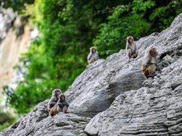Cina: a Wushan istituite quattro aree di foraggiamento per i macachi (3)