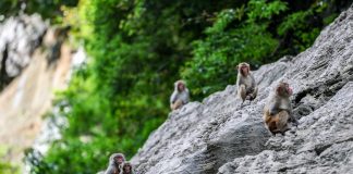 Cina: a Wushan istituite quattro aree di foraggiamento per i macachi (3)