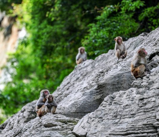 Cina: a Wushan istituite quattro aree di foraggiamento per i macachi (3)