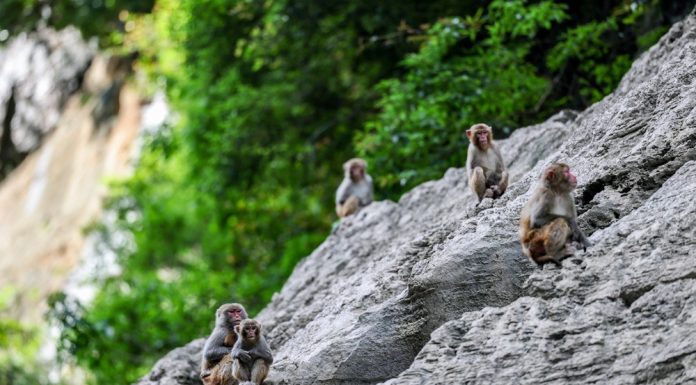 Cina: a Wushan istituite quattro aree di foraggiamento per i macachi (3)