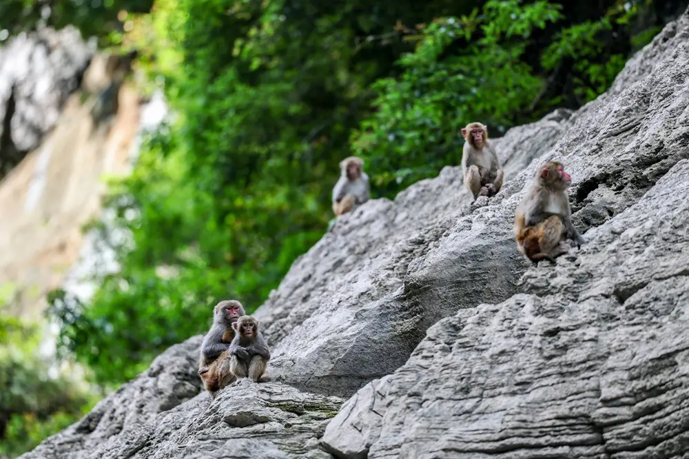 Cina: a Wushan istituite quattro aree di foraggiamento per i macachi (3)