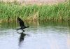 Cina: misure migliorano situazione ecologica del lago Ulan Suhai (3)