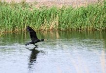 Cina: misure migliorano situazione ecologica del lago Ulan Suhai (3)