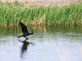 Cina: misure migliorano situazione ecologica del lago Ulan Suhai (3)