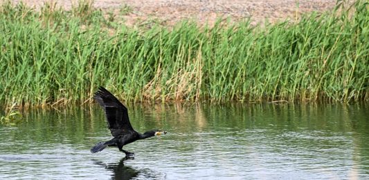 Cina: misure migliorano situazione ecologica del lago Ulan Suhai (3)