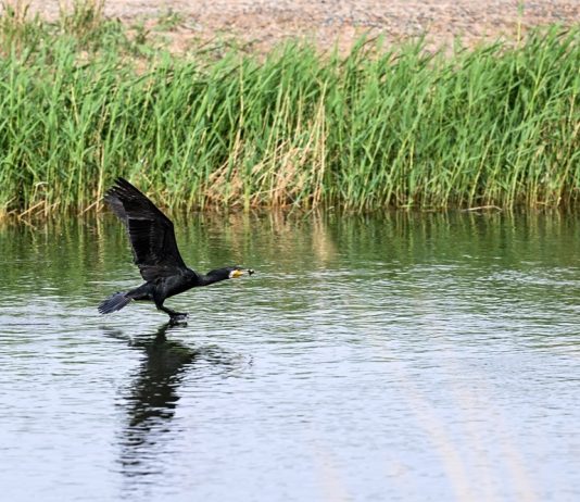 Cina: misure migliorano situazione ecologica del lago Ulan Suhai (3)