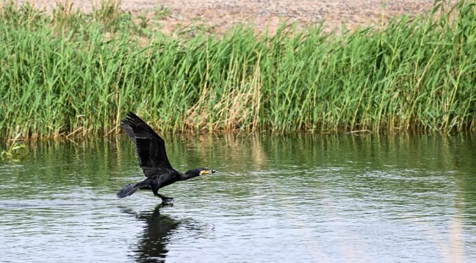 Cina: misure migliorano situazione ecologica del lago Ulan Suhai (3)