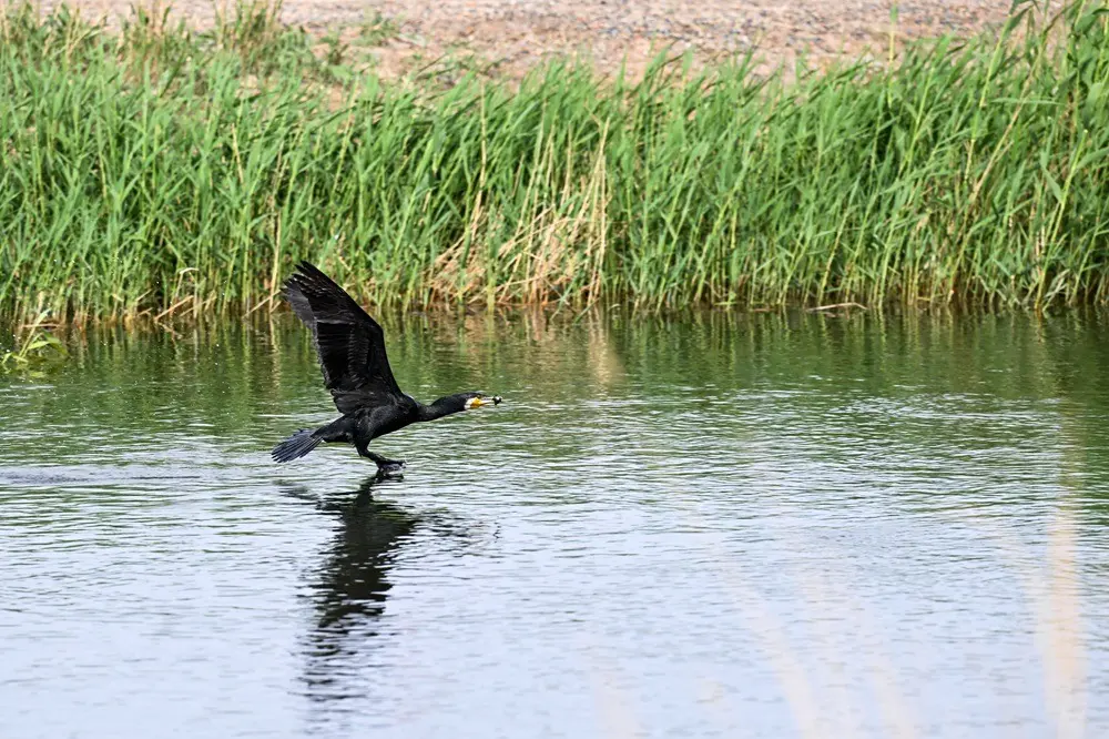 Cina: misure migliorano situazione ecologica del lago Ulan Suhai (3)