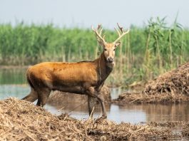 Cina: i cervi milu si spostano nella parte meridionale del lago Dongting (1)