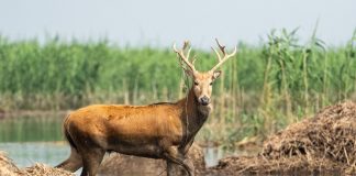 Cina: i cervi milu si spostano nella parte meridionale del lago Dongting (1)