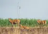 Cina: i cervi milu si spostano nella parte meridionale del lago Dongting (2)