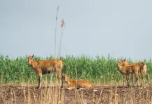 Cina: i cervi milu si spostano nella parte meridionale del lago Dongting (2)