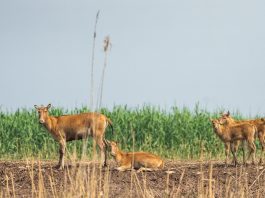 Cina: i cervi milu si spostano nella parte meridionale del lago Dongting (2)