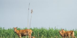 Cina: i cervi milu si spostano nella parte meridionale del lago Dongting (2)