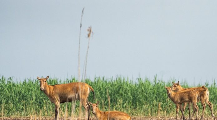 Cina: i cervi milu si spostano nella parte meridionale del lago Dongting (2)