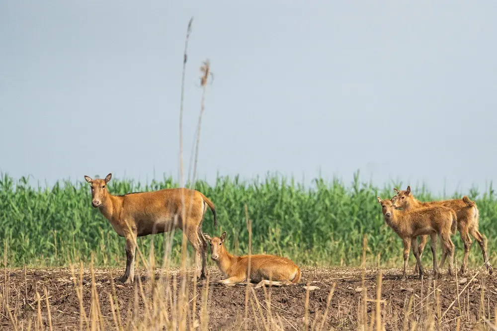 Cina: i cervi milu si spostano nella parte meridionale del lago Dongting (2)