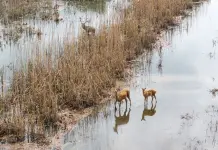 Cina: i cervi milu si spostano nella parte meridionale del lago Dongting (3)