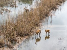 Cina: i cervi milu si spostano nella parte meridionale del lago Dongting (3)