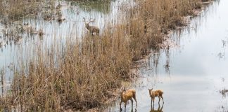 Cina: i cervi milu si spostano nella parte meridionale del lago Dongting (3)