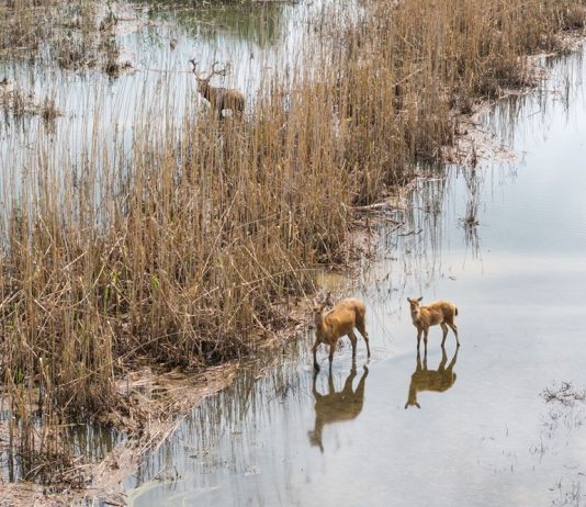 Cina: i cervi milu si spostano nella parte meridionale del lago Dongting (3)